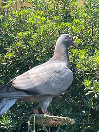 Piccioni per la caccia al colombaccio