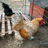 Galline galli e pulcinotti