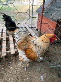 Galline galli e pulcinotti