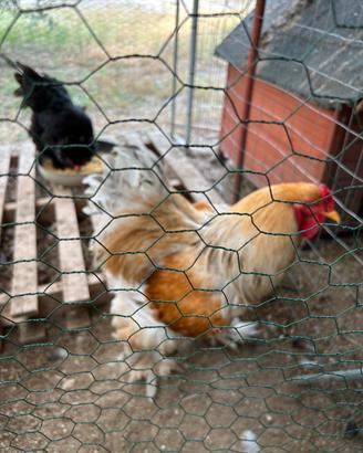 Galline galli e pulcinotti