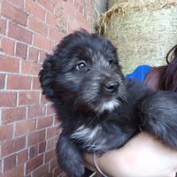 Cucciolo maschio di pura razza pastore Bergamasco