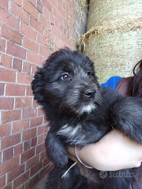 Cucciolo maschio di pura razza pastore Bergamasco