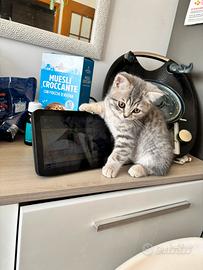 Gatto scottish shorthair