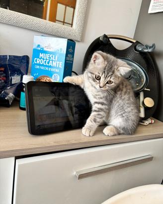 Gatto scottish shorthair