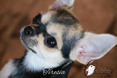 Chihuahua cucciola con pedigree enci