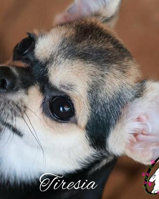 Chihuahua cucciola con pedigree enci