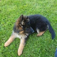 Cuccioli pastore tedesco