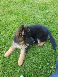Cuccioli pastore tedesco