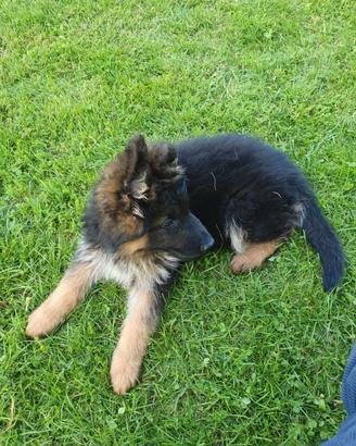 Cuccioli pastore tedesco