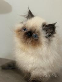 Persiana cucciola femmina