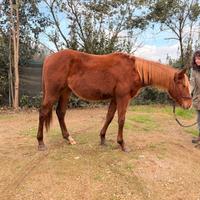Puledra appaloosa x quarter