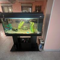 Acquario ad acqua dolce