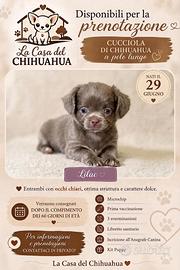 Femmine chihuahua (Isabella) lilac
