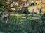 Immagine 15