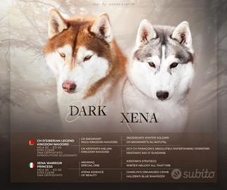 Cuccioli Siberian Husky Pedigree ENCI