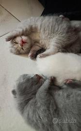 Cuccioli di British shorthair