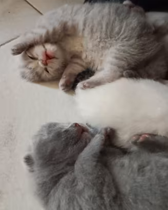 Cuccioli di British shorthair