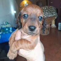 Bassottina cucciola fulvo carbonato