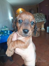 Bassottina cucciola fulvo carbonato