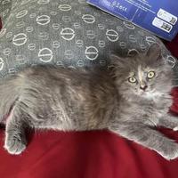 Gattino siberiano