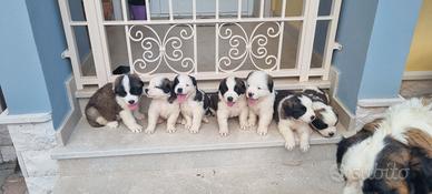 Cucciola di San Bernardo