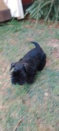 Cucciolo di schnauzer nano