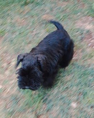 Cucciolo di schnauzer nano