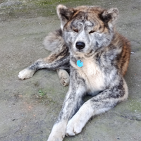 Akita Inu Tigrato disponibile per Monta