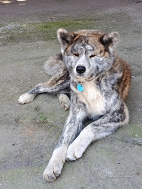 Akita Inu Tigrato disponibile per Monta