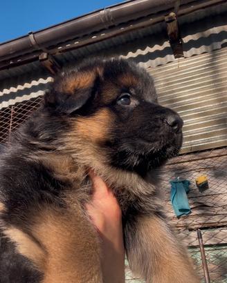 Cucciolo pastore tedesco