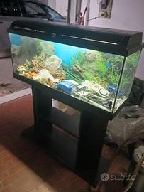Acquario
