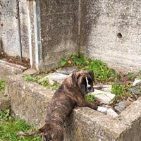 Femmina di BOXER PEDIGREE ENCI