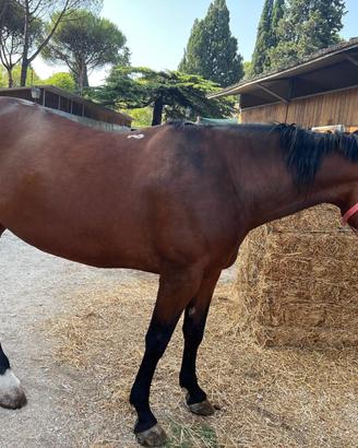 Cavallo