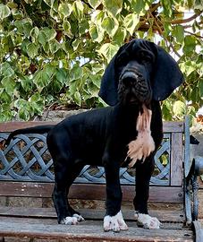 Cucciole femmine di alano nero