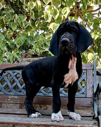 Cucciole femmine di alano nero