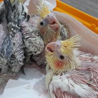 Pulli di calopsite da imbecco