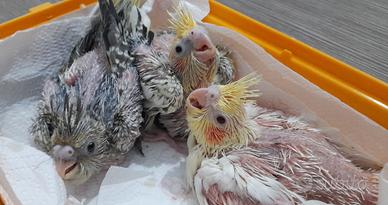 Pulli di calopsite da imbecco