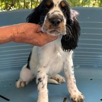 Cuccioli springer spaniel linee da bellezza