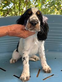 Cuccioli springer spaniel linee da bellezza