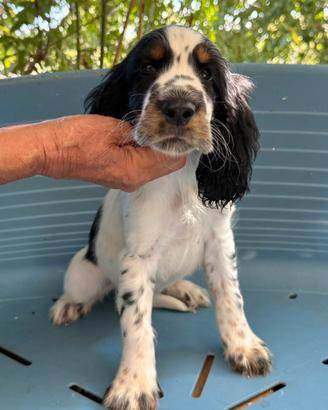 Cuccioli springer spaniel linee da bellezza
