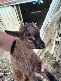 Capretto tibetano nano