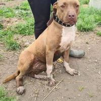 Pitbull femmina