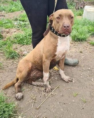 Pitbull femmina