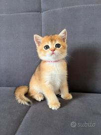 Femmina British Shorthair