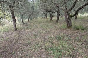 Terreno Uliveto di 1.850 mq - Avellino
