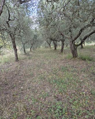 Terreno Uliveto di 1.850 mq - Avellino