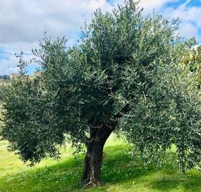 Piante di olivo adulte – circa 50 anni