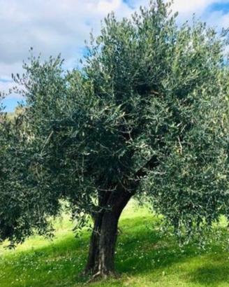 Piante di olivo adulte – circa 50 anni