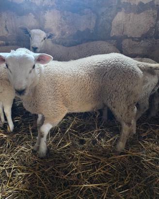Agnelli texel