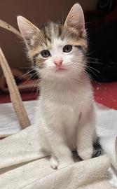 Cocco 2 mesi - Cucciolo di gatto per adozione